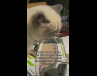 White cat drinking out of topped off moss water vase