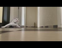 Slow motion white cat run from owner