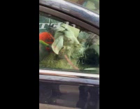Goat eats grass inside car street park