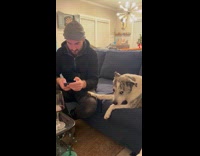 Territorial dog giving looks on dads girlfriend 