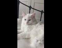 White cat lays in bed wags tail 