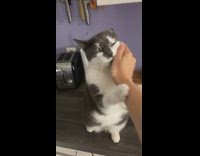 Grey cat plays on kitchen counter