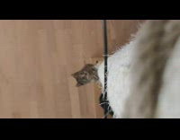 Kitten cat runs up post feather toy 