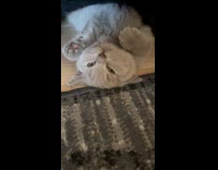 Collab PLC - Cat falls asleep fast