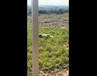Dog rolls around grass under the sun