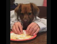 brown dog blue collard shirt human arms