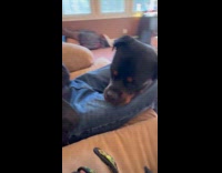 Man pranks dog sprays compressed air