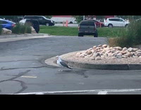 Seagull struggling to eat ham