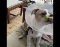 Brown white dog cone bites green fruit 