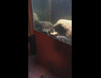 Large turtle eats fish whole aquarium tank 