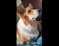 Dog drool a lot wait for food