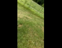 Dogs trying to fight skunk