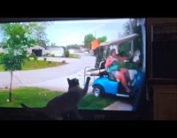 Cat tapping tv screen watching daily dose of internet