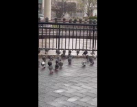 Flock of pigeons sit still on ground and fence