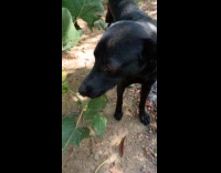 Man lets dog eat leaves