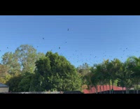 Loud bats fly over trees blue sky