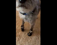 Dog tries booties forget how to walk