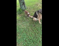 Puppy bites tail of german shepherd dog