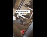 Dog laying on floor upset over pupcup 