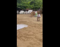 Pet dog on the bride wedding dress photoshoot