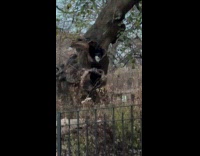 Cat sleep inside hole of tree park