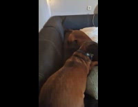 Two brown dog on sofa growls