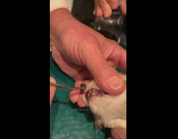 Nurse pulls worm out of cats nose 