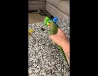 Guy uses green bird as toy 