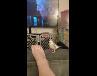 Collab BitchIG2 - White bird singing owner foot shake