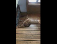 Brown poodle puppy dog climbs wood stairs 