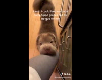 Collab VIBES - Grey hippo dog begs for green grapes 