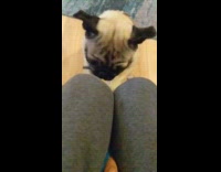brown pug trying to get toy in between owners legs 