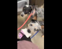 Dog takes receipt from machine 