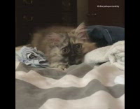 Grey brown kitten cat striped blanket towel