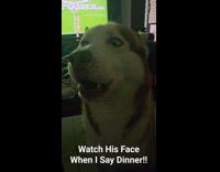 Siberian husky howl in front of owner  