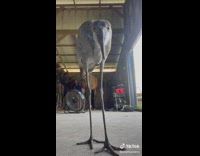 Collab BitchMP - Bird Gets Close To Phone Thinks Its A Snack