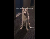 Stubborn dog sitting in hallway