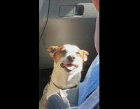 Dog in car tired face tongue sunlight