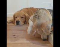 Dog plays with ball on stairs steps