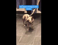 Collab BItchMP - Two types of dogs in store