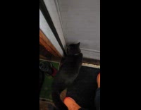 Collab Clips_MPUGC - Cat turns back realizing theres too much snow 