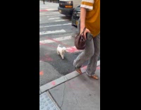 Small white dog cross street with woman
