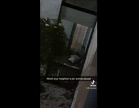 Collab BitchMP - Girl microphone tells neighbor to bring in dog 