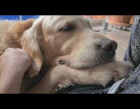 Golden retriever dog sleeps head on leg