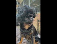 Black pug dog wearing a crazy wig staring at camera
