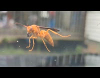 Red Paper Wasp carries food on windshield