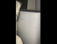 Husky dog angry near air conditioner 