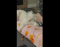 Small white dog wiggle its butt tail