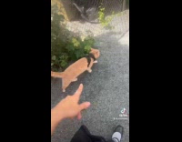 Collab Clips MPUGC - Woman goes to dog park with cat 