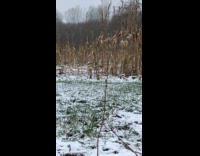 Submitter shows pheasant fight looks like dancing